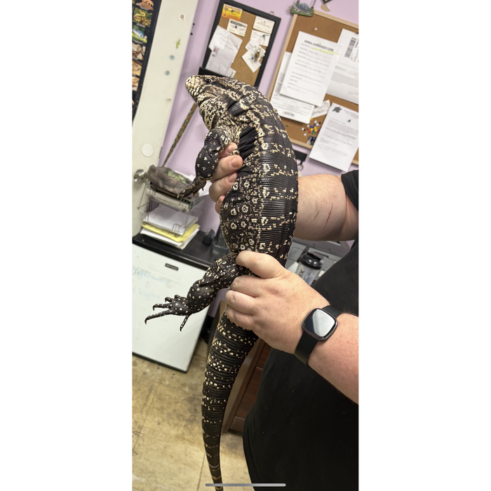 Argentine Black and White Tegu (Adult)