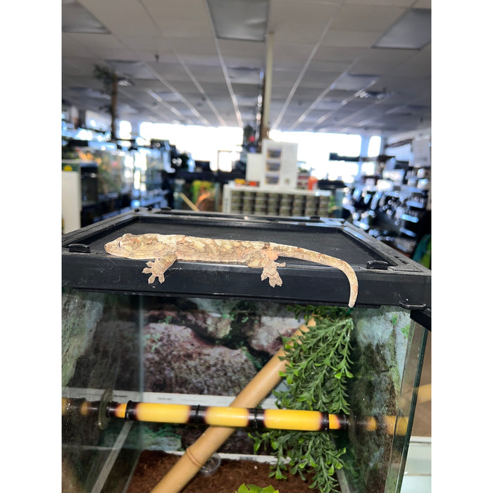 Pine Island Chahoua Gecko (Adult) (Mniarogekko chahoua)