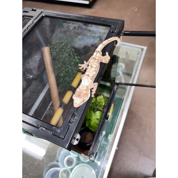 Pine Island Chahoua Gecko (Adult) (Mniarogekko chahoua)