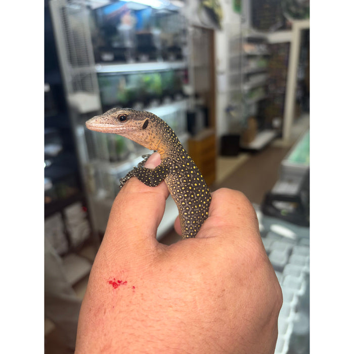 Peach Throat Monitor Juvenile (Varanus jobiensis)