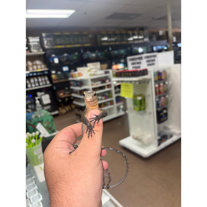 Peach Throat Monitor Juvenile (Varanus jobiensis)