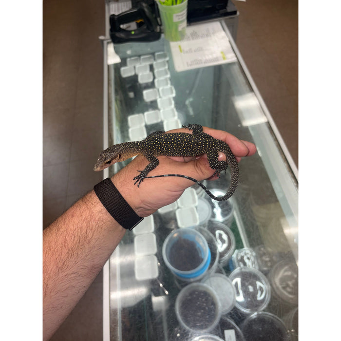 Peach Throat Monitor Juvenile (Varanus jobiensis)