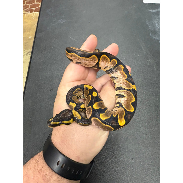 Ball Python (Calico)