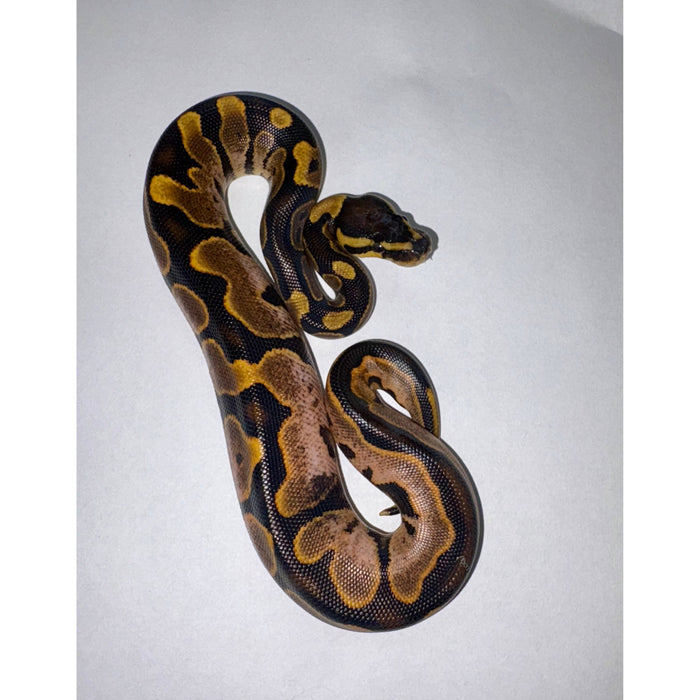 Ball Python (Calico)