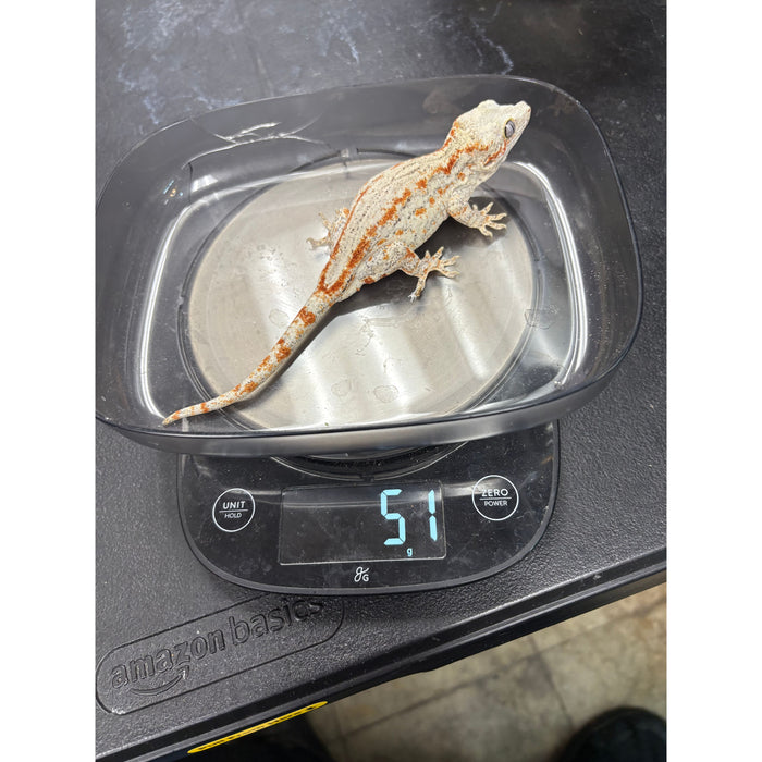 Gargoyle Gecko (Adult Female)