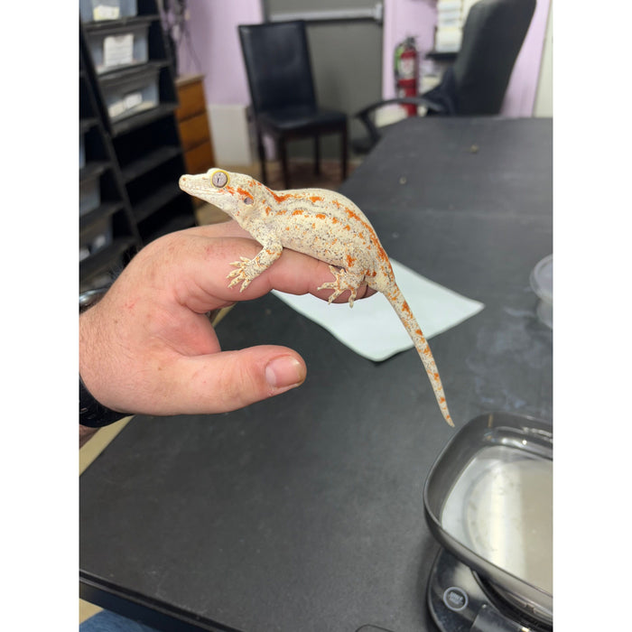 Gargoyle Gecko (Adult Female)
