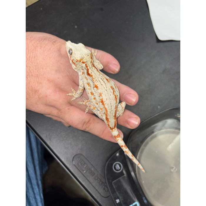 Gargoyle Gecko (Adult Female)