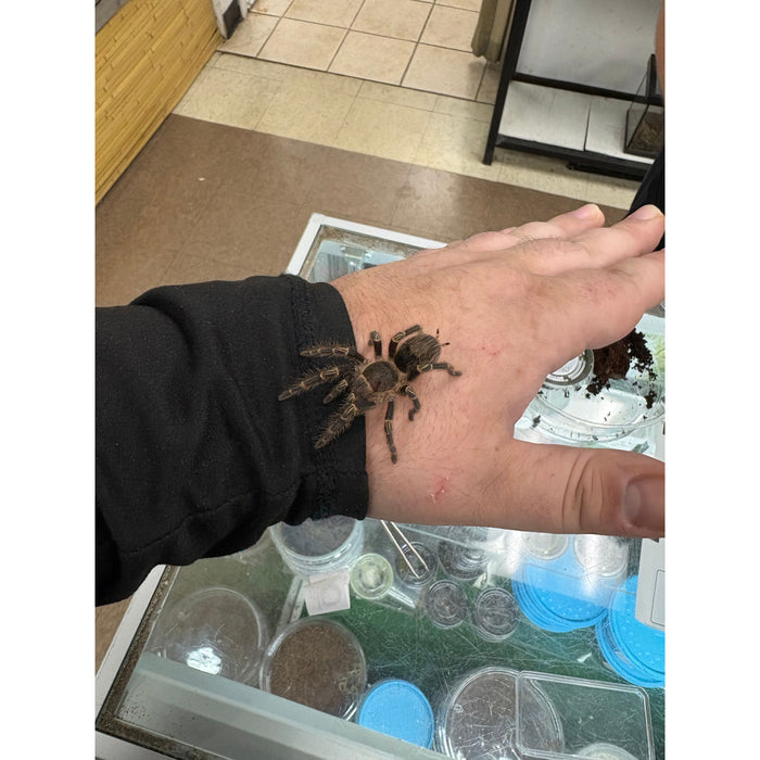 Chaco Gold Knee (Grammostola pulchripes)