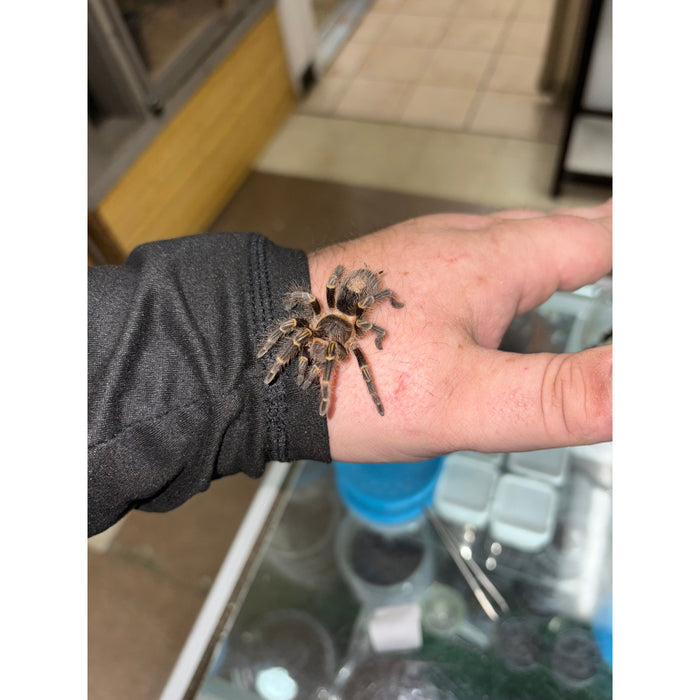 Chaco Gold Knee (Grammostola pulchripes)