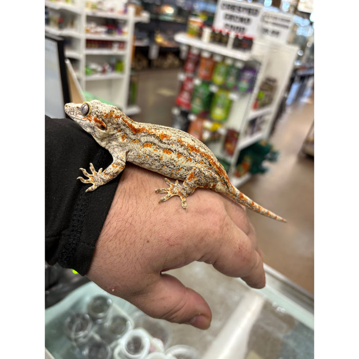 Gargoyle Gecko (Adult Female)
