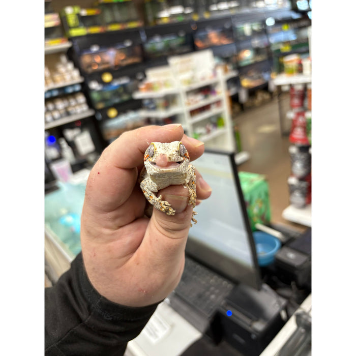 Gargoyle Gecko (Adult Female)