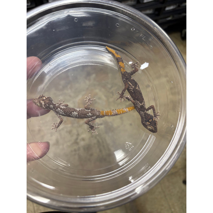 Northern Spiny Tail Gecko (Strophurus ciliaris) (Adult Pair)