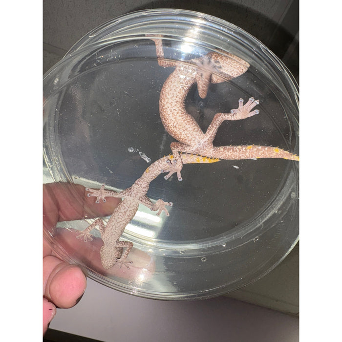 Northern Spiny Tail Gecko (Strophurus ciliaris) (Adult Pair)