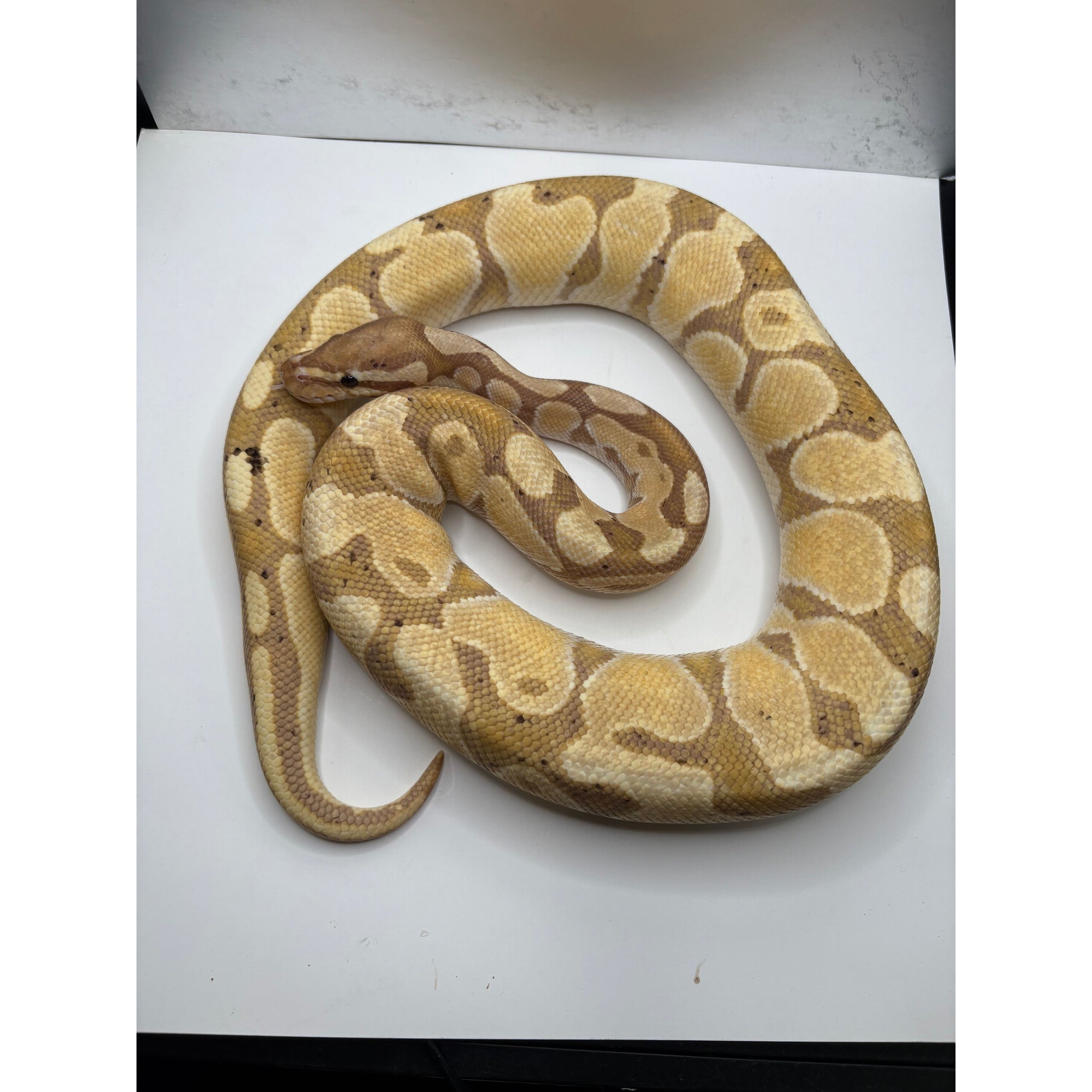 Cheap Pretty Ball Python Ball Pythons for Sale — Jungle Bobs Reptile World