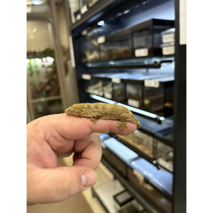 Imperfect Leachianus Gecko