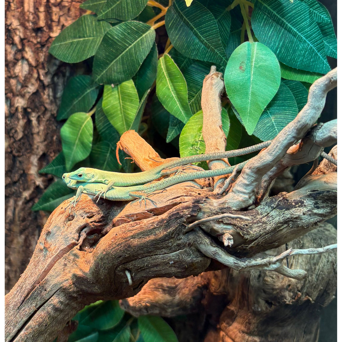 Green Keel Bellied Lizard (CB Baby) (Gastropholis prasnia) — Jungle Bobs  Reptile World