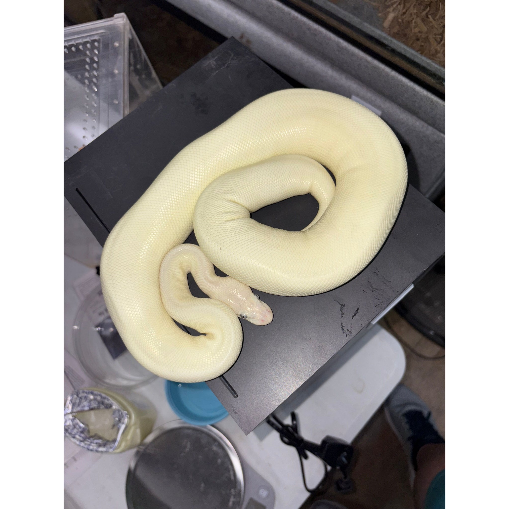 Cheap Pretty Ball Python Ball Pythons for Sale — Jungle Bobs Reptile World