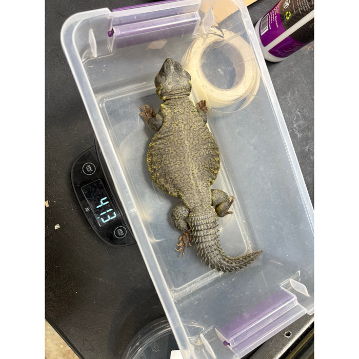 Yellow Uromastyx (LTC Adults)