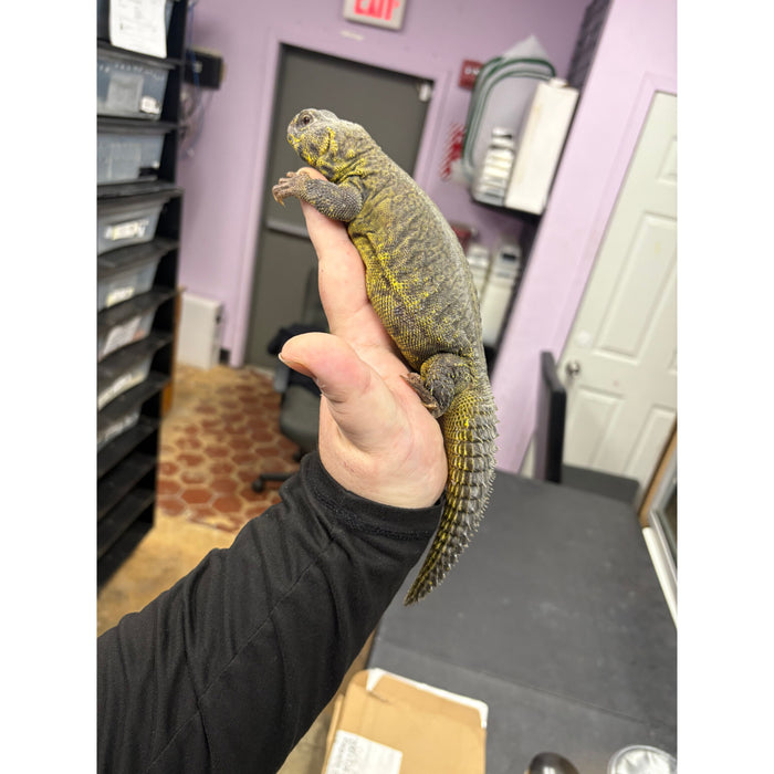 Yellow Uromastyx (LTC Adults)