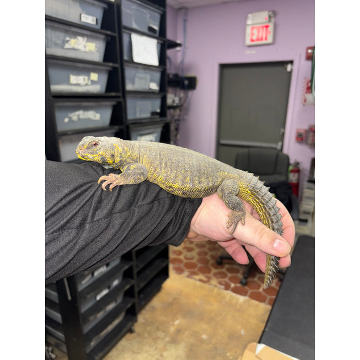 Yellow Uromastyx (LTC Adults)