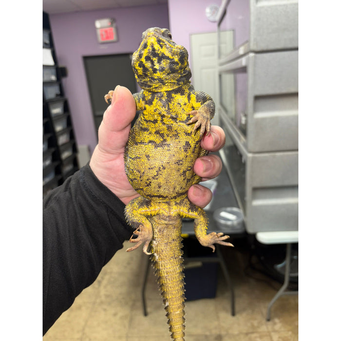 Yellow Uromastyx (LTC Adults)