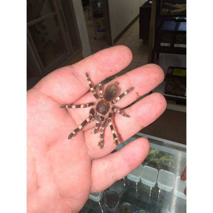 Brazilian White Knee Juvenile (Acanthoscurria geniculata)