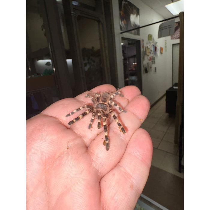 Brazilian White Knee Juvenile (Acanthoscurria geniculata)