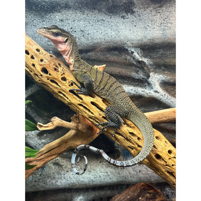 Peach Throat Monitor Juvenile (Varanus jobiensis)