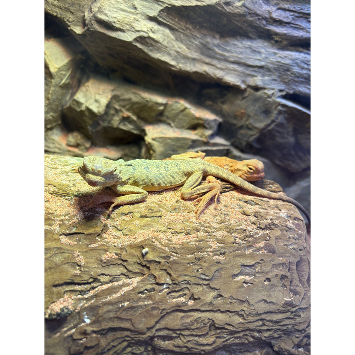 Toad-Headed Agama (Phrynocephalus sp.)