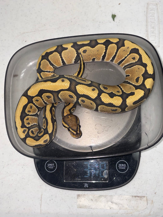 Ball Python (Ghost/Hypo)
