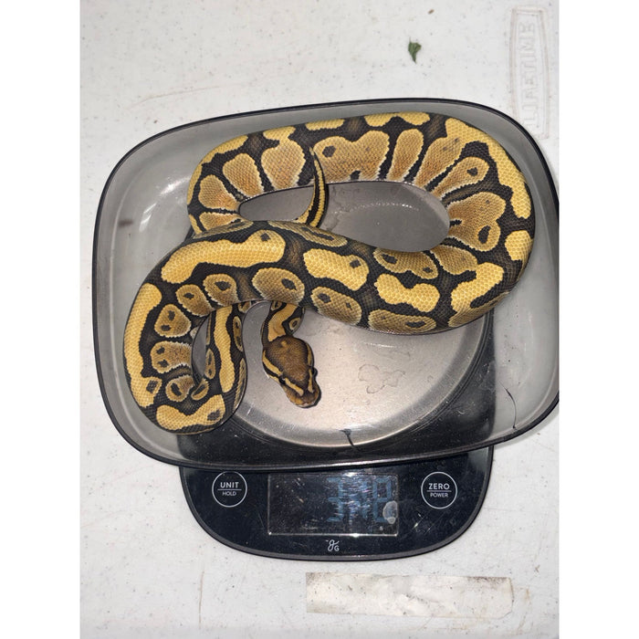 Ball Python (Ghost/Hypo)