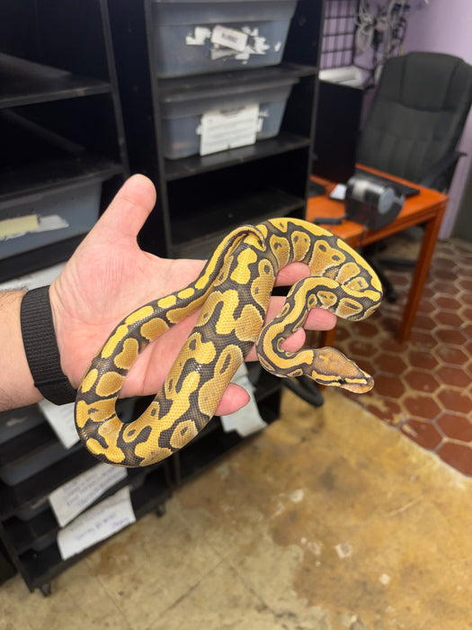 Ball Python (Ghost/Hypo)