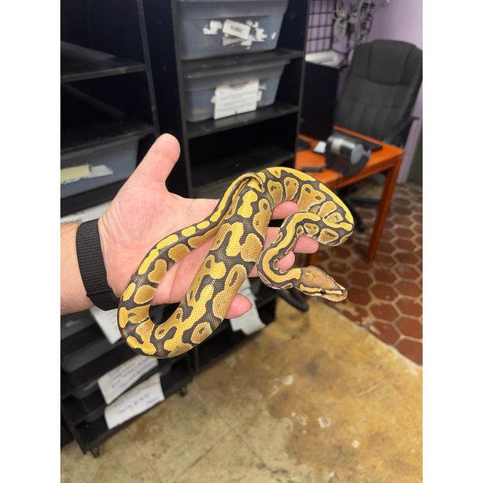 Ball Python (Ghost/Hypo)