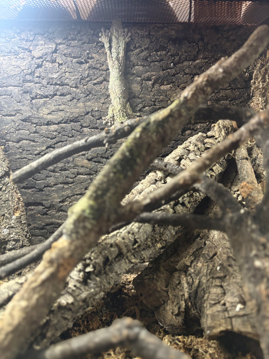 Mossy Leaf Tail Gecko (Uroplatus sikore)