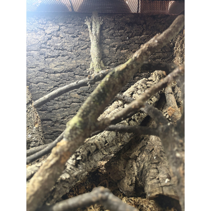 Mossy Leaf Tail Gecko (Uroplatus sikore)