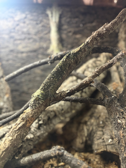Mossy Leaf Tail Gecko (Uroplatus sikore)