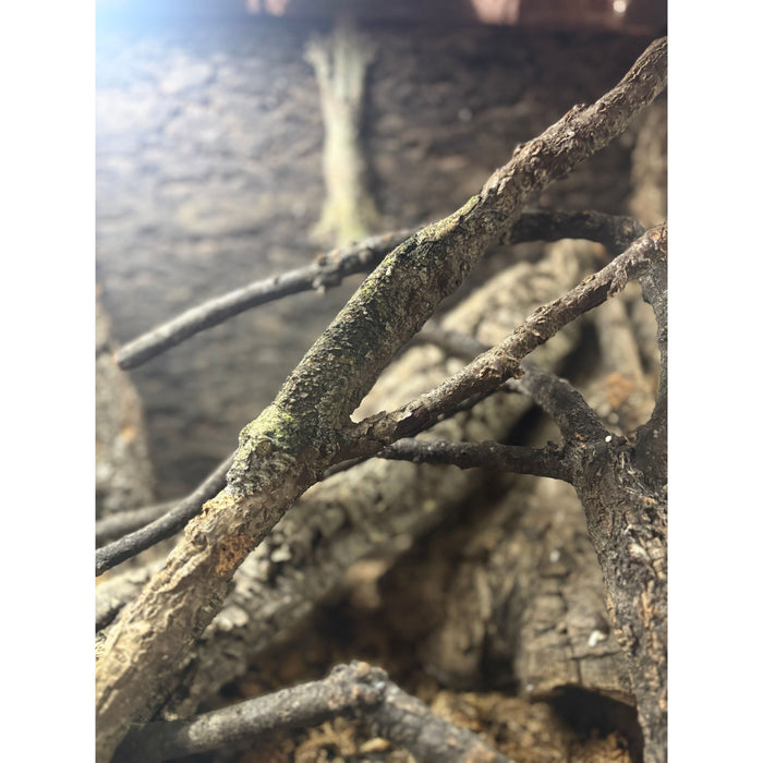 Mossy Leaf Tail Gecko (Uroplatus sikore)