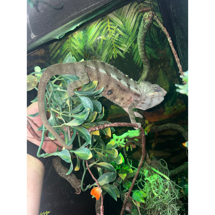 Male Panther Chameleon