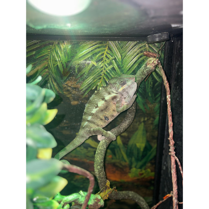 Male Panther Chameleon