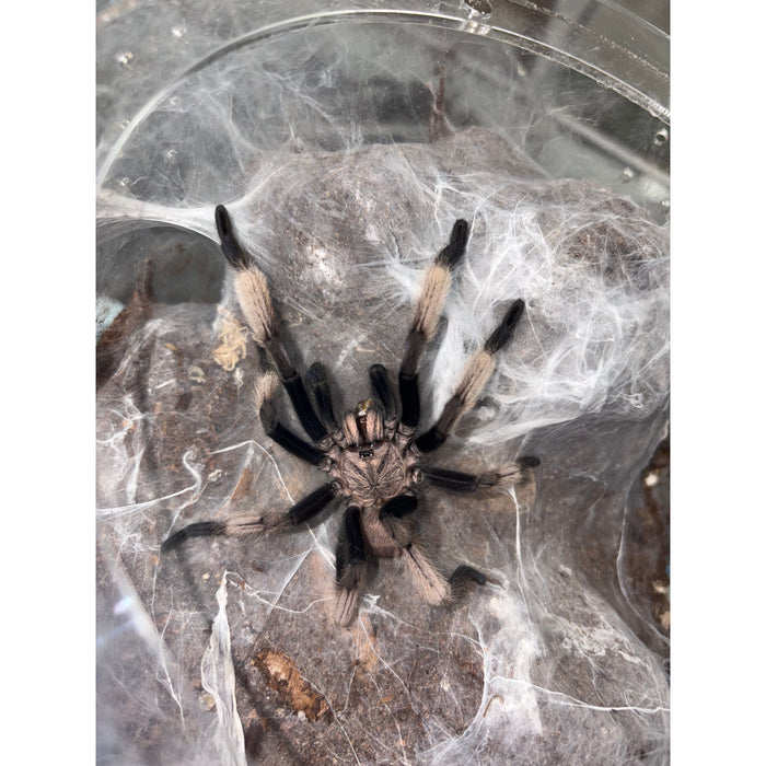 Electric Blue Earth Tiger (Male) (Chilobrachys natanicharum)