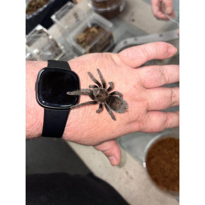 Brazilian Black (Well Started) (G. pulchra)
