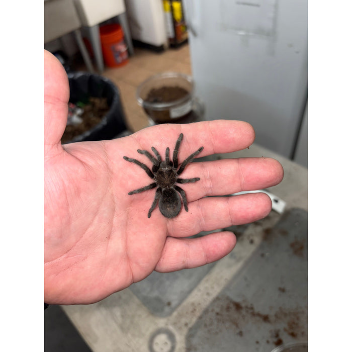 Brazilian Black (Well Started) (G. pulchra)