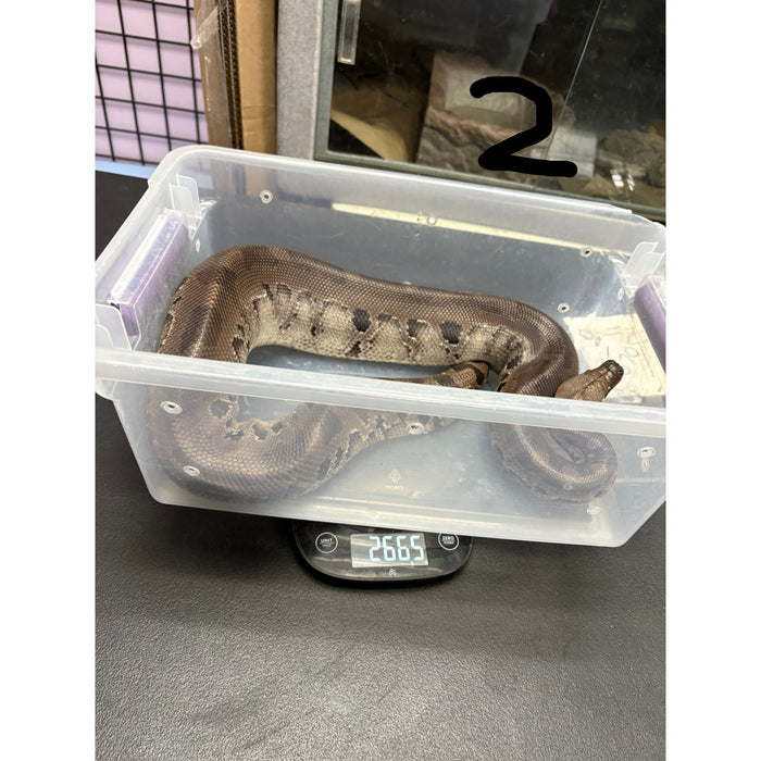Sumatran Short Tail Python (Black Blood) (Male) (Python curtus)