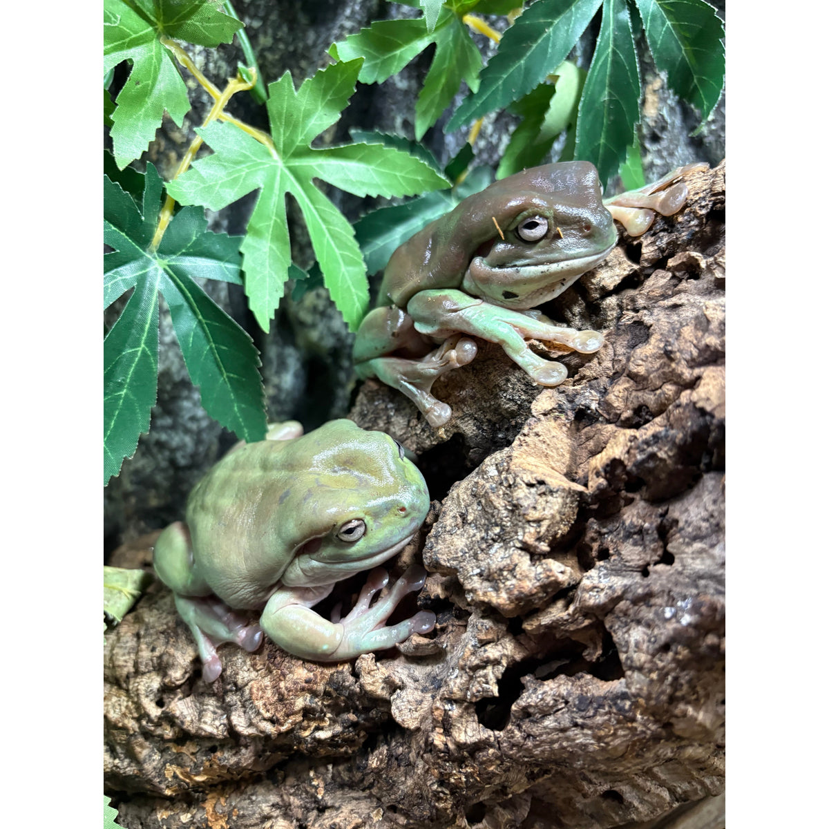 Dumpy Tree Frog (Litoria caerulea) — Jungle Bobs Reptile World