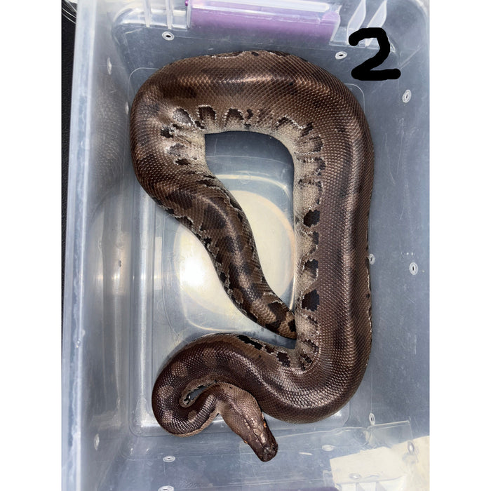 Sumatran Short Tail Python (Black Blood) (Male) (Python curtus)