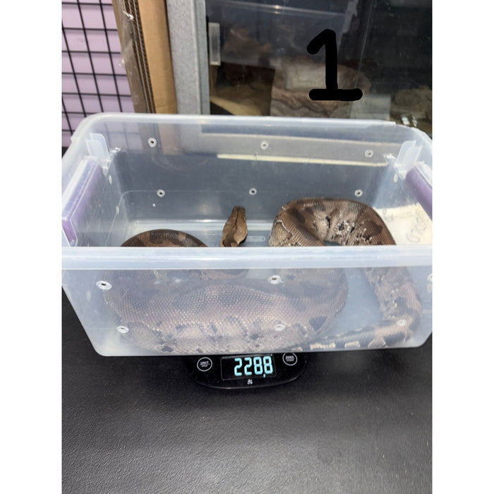 Sumatran Short Tail Python (Black Blood) (Male) (Python curtus)