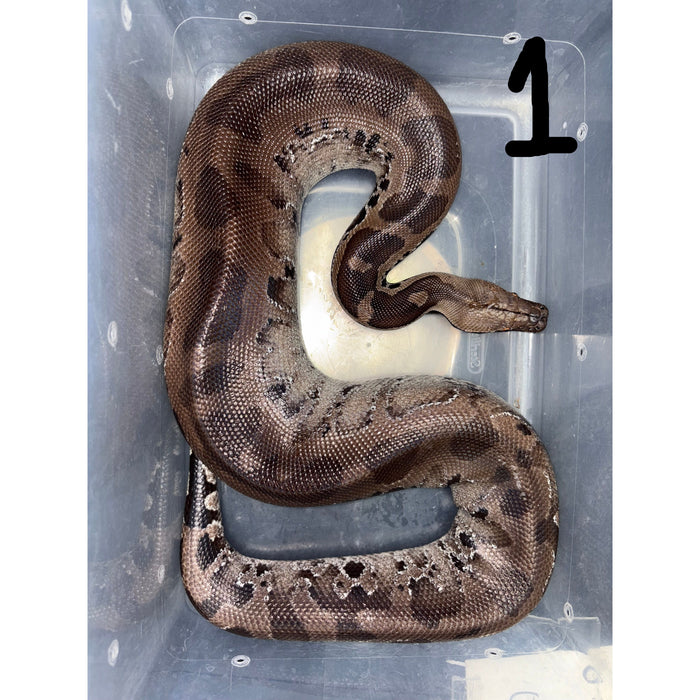 Sumatran Short Tail Python (Black Blood) (Male) (Python curtus)