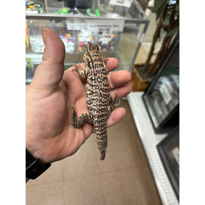 Argentine Red Tegu (CB Baby) (Tupinambis merianae)