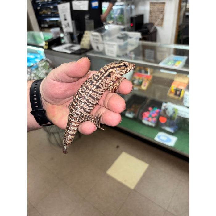 Argentine Red Tegu (CB Baby) (Tupinambis merianae)
