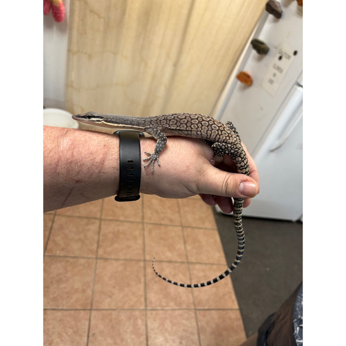 Kimberly Rock Monitor (Varanus glauerti)